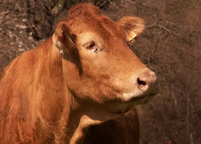 D'hotes Domaine De La Trille